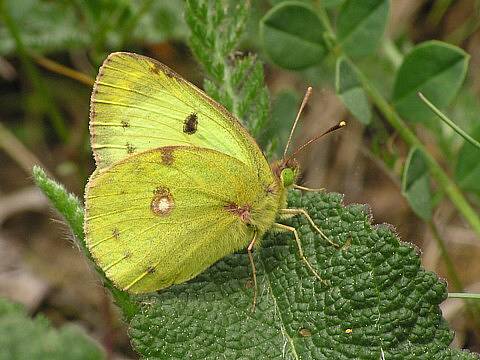 Žluťásek jižní (Colias alfacariensis) 