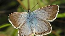 Modrásek vikvicový (Polyommatus coridon) 