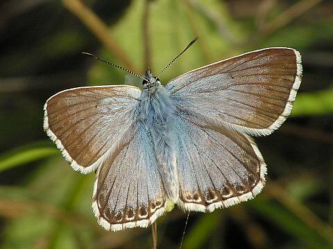 Modrásek vikvicový (Polyommatus coridon) 