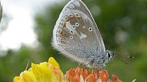 Perleťovec prostřední (Argynnis adippe) 