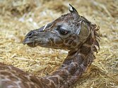 Čerstvě narozená žirafa v Zoo Praha.