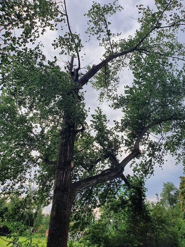 Pražští hasiči odstraňovali spadlé stromy a větve
