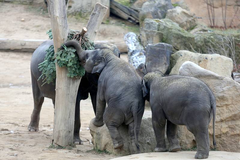 Krmení slonů v pražské zoologické zahradě nevyužitými vánočními stromky.