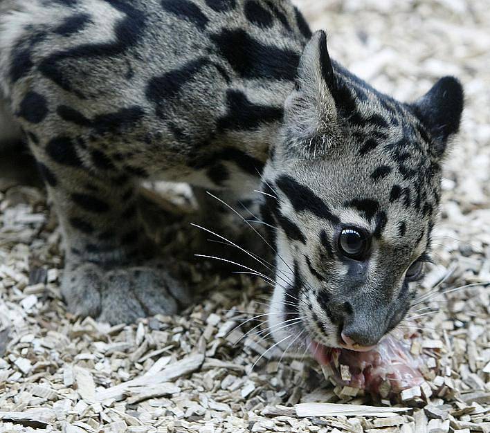 Herečka Hana Maciuchová se svojí neteří pokřtila 5. září v pražské Zoo mládě levharta obláčkového.