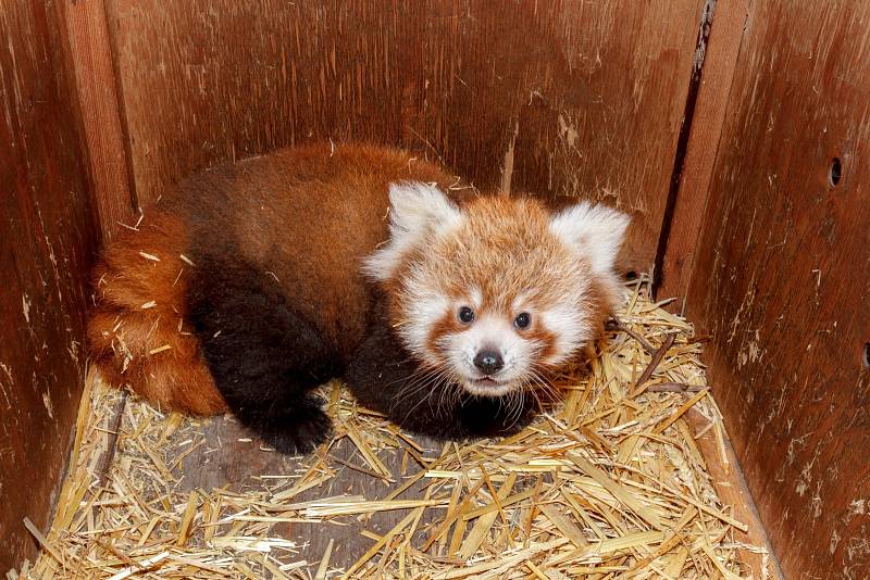 Návštěvníci zoo v Praze teď mohou při troše štěstí zahlédnout hned u hlavního vchodu vzácný přírůstek – mládě pandy červené.