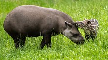 Mladá samička tapíra jihoamerického se narodila letos 29. dubna. Na fotografii se svou matkou samicí Taluen.