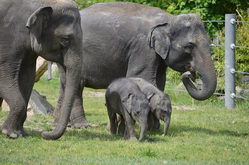 Slůňata z pražské zoologické zahrady, které se narodila jen pár týdnů po sobě, se společně se sloními matkami ukázala návštěvníkům ve venkovním výběhu.