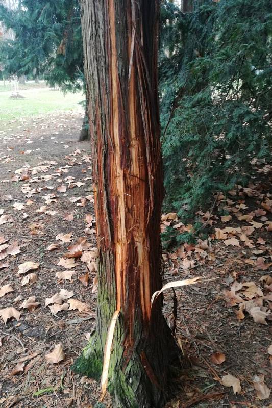 Pražský park Stromovka trpí. Vandalové ničí vybavení i zeleň