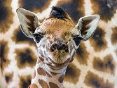 Nové mládě žirafy Rothschildovy.