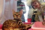 Mezinárodní výstava koček v Kongresovém centru trvá celý víkend