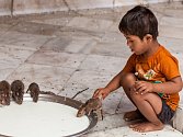 Exotický zážitek, který se vymyká veškerým dosavadním zkušenostem Středoevropana. Taková je návštěva hinduistického chrámu Karní Matá v indickém státu Rádžastán. Uctívaných krys tam údajně žije na dvacet tisíc!