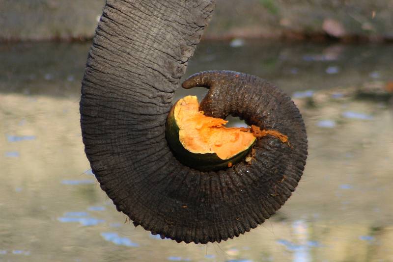 Prázdninové krmení například želv obrovských a slonů v ZOO Praha dýněmi.