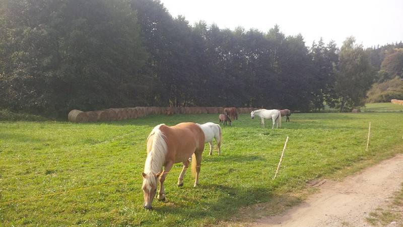 Spolek zachraňuje staré a nemocné koně i ovce