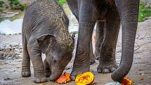 Oblíbené jsou dýně hlavně u slonů indických. Dospělé samice už dobře ví, že mají plody rozšlápnout a pak už si je mohou náležitě vychutnat. Malá slůňata se teprve s novou složkou potravy seznamují a ochutnávají je zatím po kouscích.