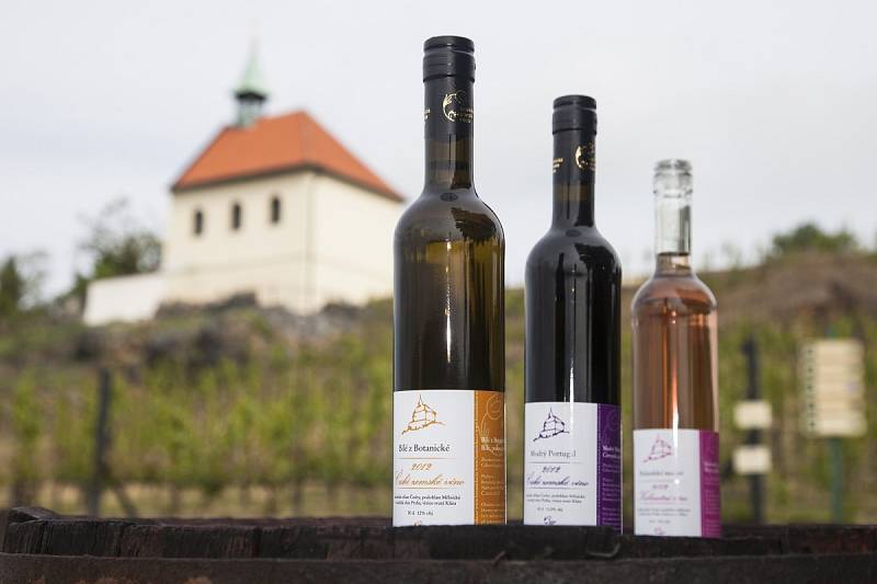 V Botanické zahradě v Troji se křtila vína ročníku 2012.