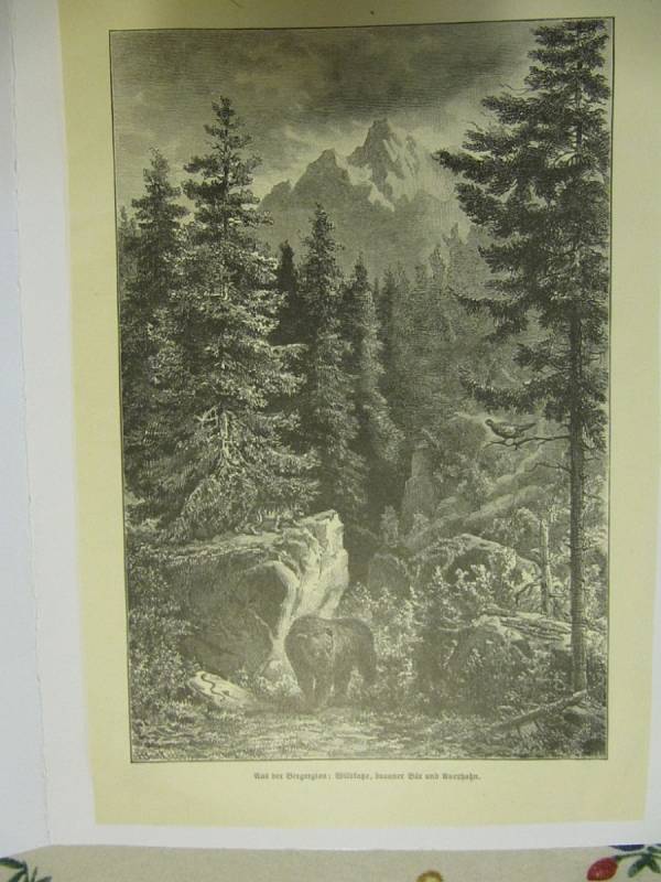 Rytiny s vyobrazením medvěda z 19. století.