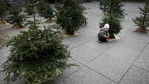 Lidé přinášeli na piazzetu Národního divadla po celý víkend použité vánoční stromky, aby je zasadily do instalace „Druhá šance“ a vytvořit tak dočasný les. Snímek je z 8. ledna.
