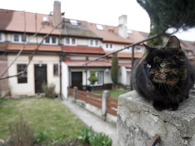 Hned na začátku focení mě mezi zahrádkami domů přivítala kočka. Já měl radost, ona si mě nevšímala.