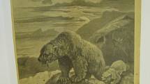 Rytiny s vyobrazením medvěda z 19. století.