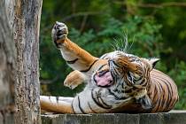 Samice tygra malajského Banya.