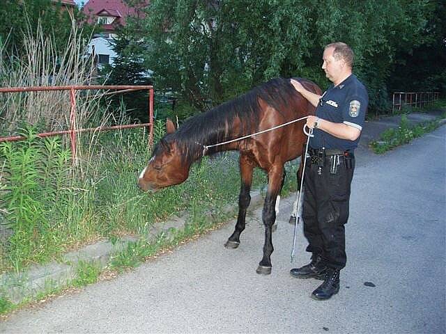 Strážníci honili koně nočními ulicemi.