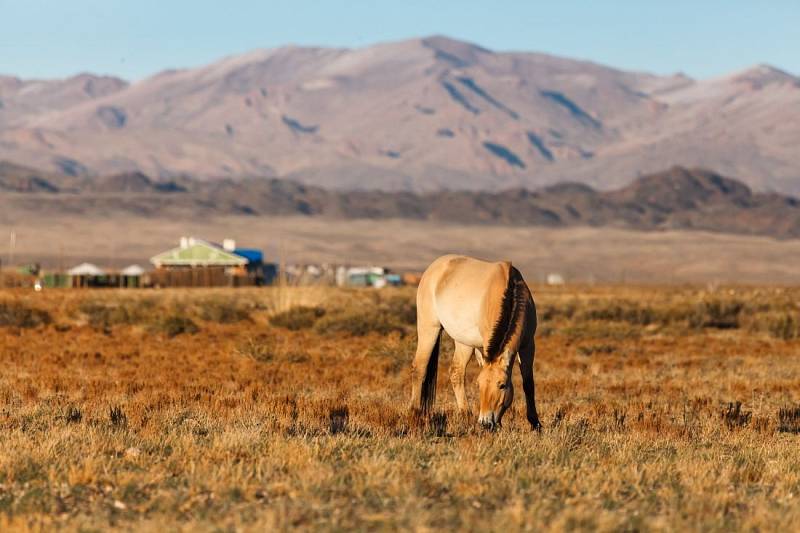 Současné Mongolsko: jurty, ale i moderní stavby dopravní zácpy. Ale také stále ještě jezdci na koních…