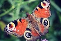 Hledejte pražské motýly, vyzývají entomologové veřejnost.