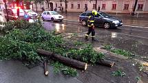 Popadané stromy po přívalových deštích v Praze.