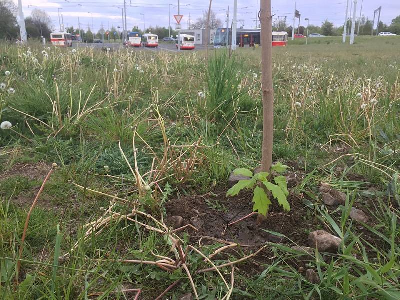 Sázení stromů jako jedna z forem tzv. guerilla gardeningu v Praze na Vypichu.