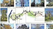 Pražská stromojízda ukáže cyklistům pozoruhodné stromy na území metropole