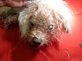 V šokujícím stavu se dostal do útulku pro opuštěná zvířata, který v Troji provozuje městské policie, asi 13letý maltézský psík, který původně ležel u radotínského domova důchodců.