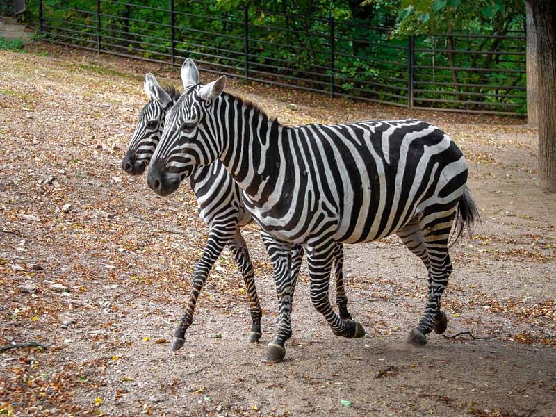 Zoo Praha získala dvě zebry bezhřívé – čtyřměsíční hříbě Kevina a jeho matku, osmiletou klisnu Kleu.