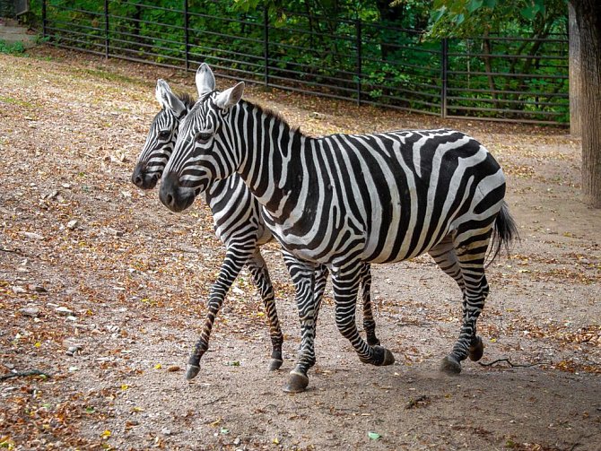 Zoo Praha získala dvě zebry bezhřívé – čtyřměsíční hříbě Kevina a jeho matku, osmiletou klisnu Kleu.
