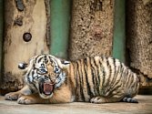 Malajská tygřata v pražské zoo byla dnes představena médiím a veřejnost je uvidí od čtvrtka. 