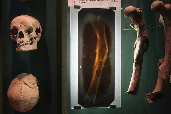 Stěhování paleontologických sbírek při rekonstrukci Národního muzea