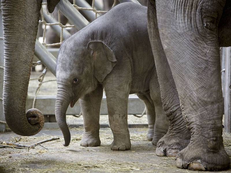 Sloni v přažské zoo dostali nový pavilon. A sloní slečna k tomu dostala i jméno: Sita