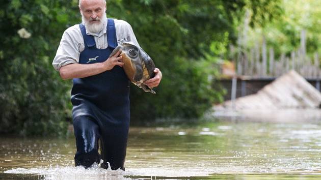 Rozvodněná Vltava počátkem června 2013 zatopila spodní část zoologické zahrady v pražské Troji.