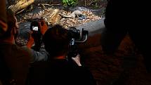 Zoo Praha představila v neděli 15. května 2022 pár luskounů krátkoocasých.