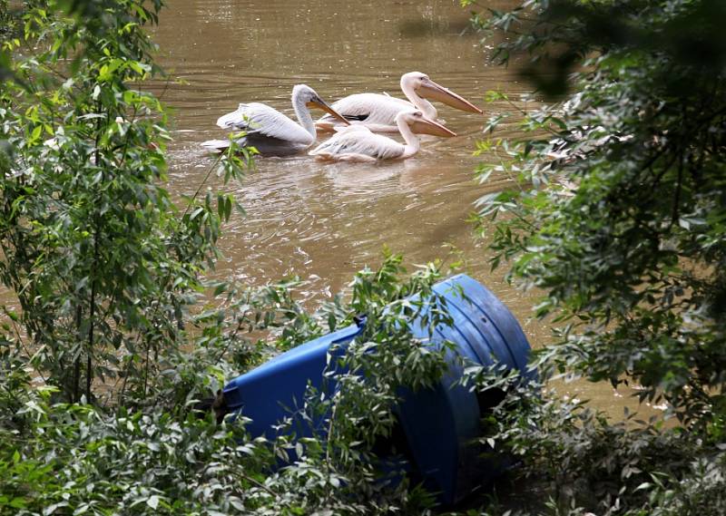 Pražská zoo ve středu 5. června. 