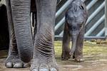 Dvoudenní mládě si mohli 9. října prohlédnout novináři v pražské zoologické zahradě.