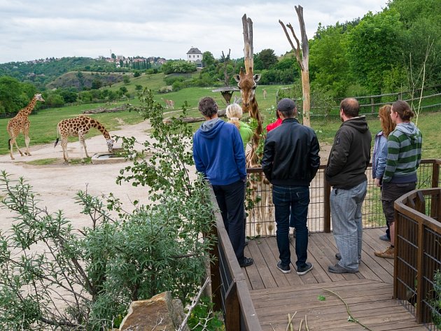 Krmení žiraf v Zoo Praha: v těsné blízkosti žiraf.