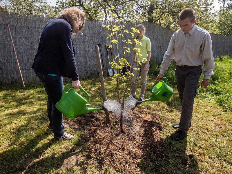 Symbolické vysazení moruše černé Nicholase Wintona žáky ze ZŠ Sira Nicholase Wintona v Kunžaku se uskutečnilo ve čtvrtek 5. května 2016 v Botanické zahradě v Praze.