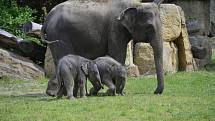 Slůňata z pražské zoologické zahrady, které se narodila jen pár týdnů po sobě, se společně se sloními matkami ukázala návštěvníkům ve venkovním výběhu.