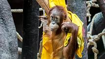 V sobotu je Mezinárodní den orangutanů a malá Diri ze Zoo Praha se už těší na dárky.