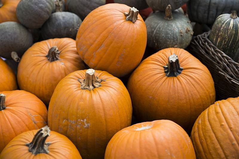 V pražské trojské botanické zahradě se konal Dýňový podzim 2016.