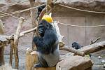 Zoo Praha slavnostně zahájila stavbu nového Pavilonu goril.