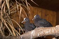 Dvojice mláďat holubů prvně opustila hnízdo rodičů. 