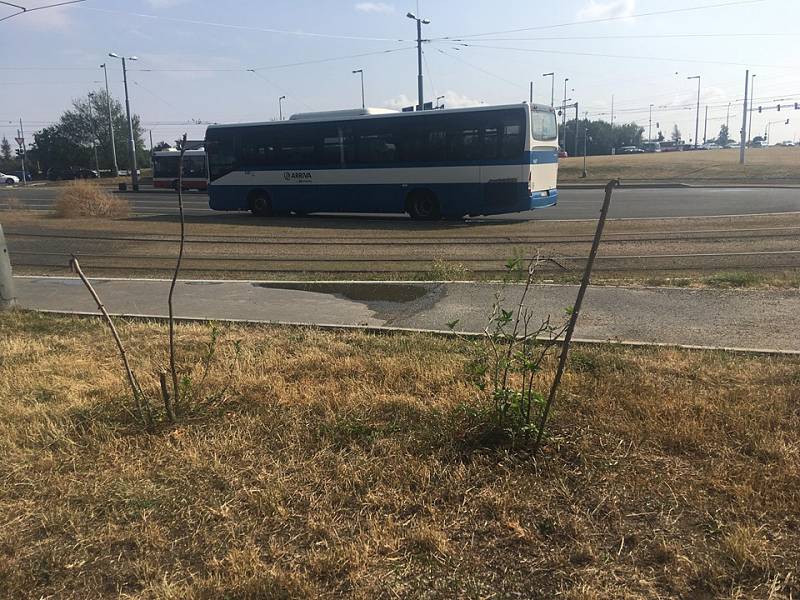 Sázení stromů jako jedna z forem tzv. guerilla gardeningu v Praze na Vypichu.