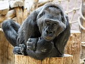 Oblíbená samice gorila nížinná Kamba oslaví své 45. nalezeniny.