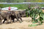 Slon Max oslavil v Zoo Praha třetí narozeniny.